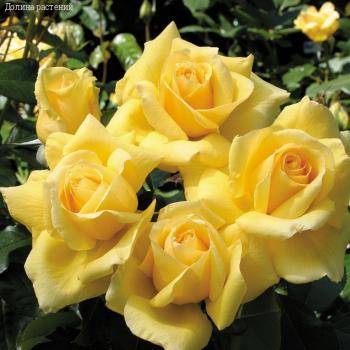 Роза Саммер в горшке - Dolinasad.by