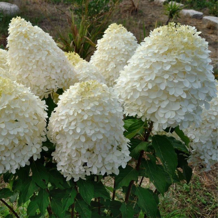 Гортензия метельчатая Фантом, С2 - Dolinasad.by