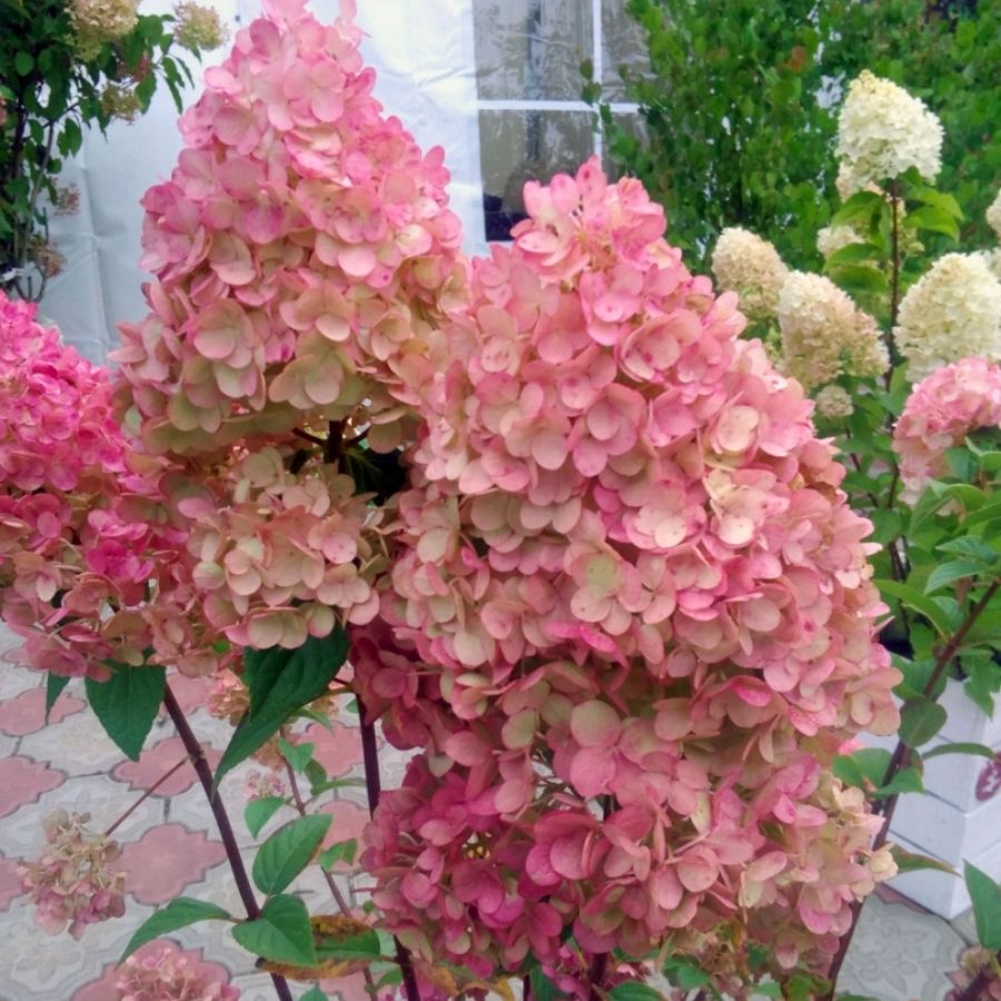 Гортензия метельчатая Фантом, С2 - Dolinasad.by