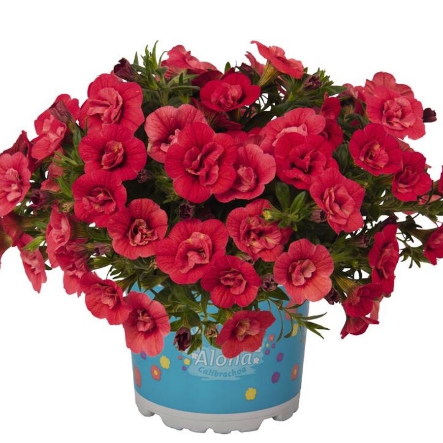 Калибрахоа Алоха Дабл Ред - Dolinasad.by