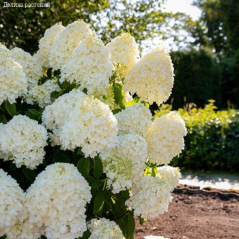Гортензия метельчатая Саммер Сноу, С2 - Dolinasad.by