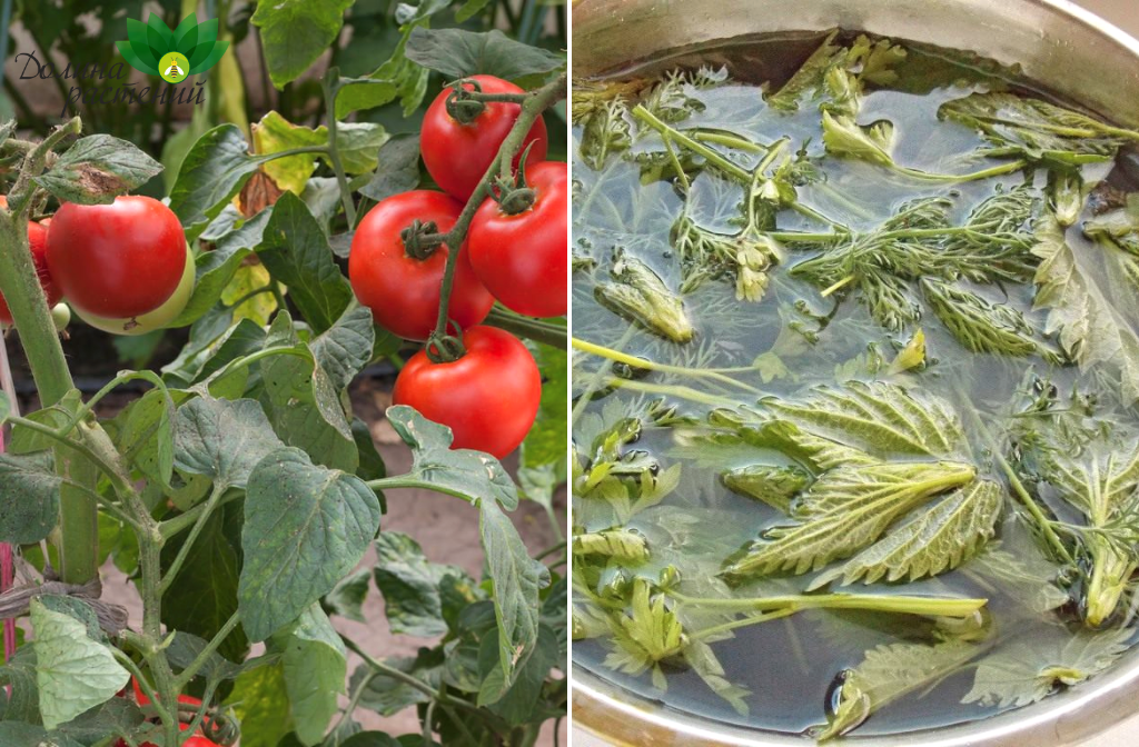 Отвар из ботвы томатов для обработки огорода от насекомых-вредителей