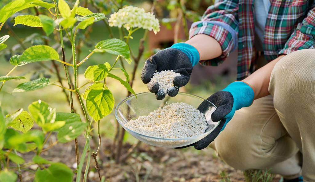 подкормка cand-se-fertilizeaza-hortensia-si-cum-sa-aplici-ingrasamantul-corect.jpg