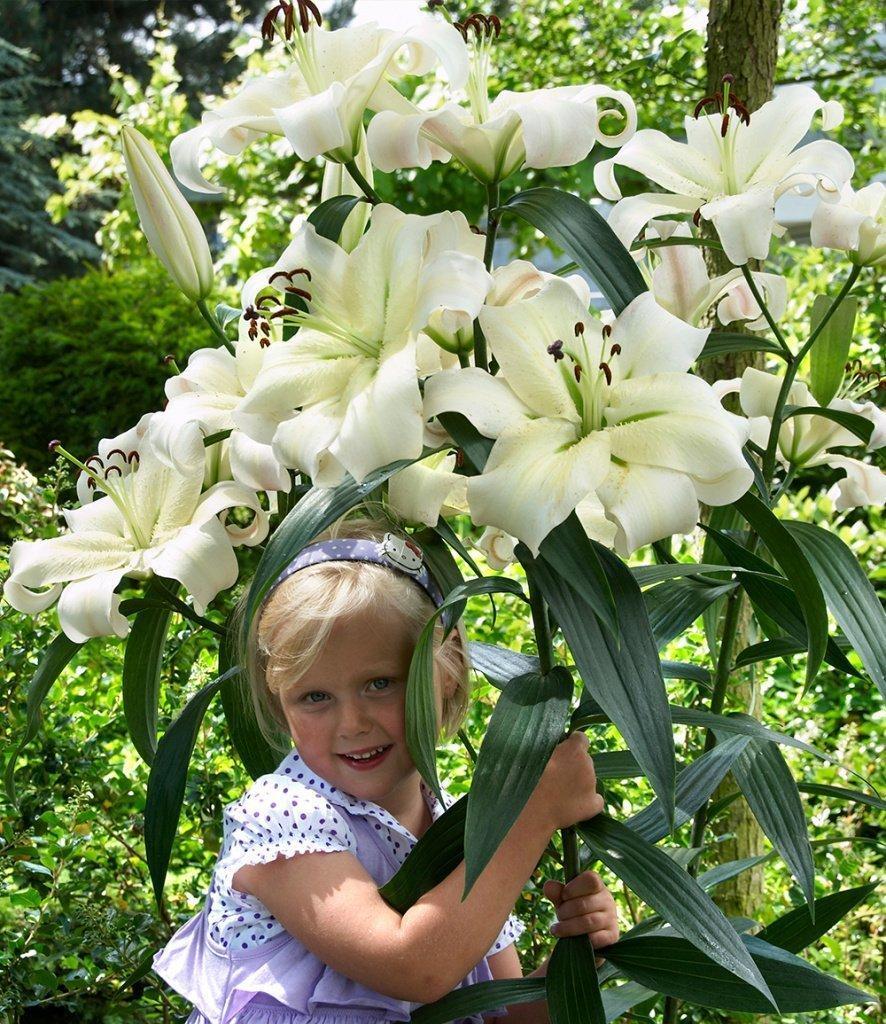 лилия гигант цветок ребенок