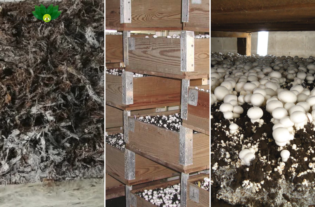 Выращивание шампиньонов - Как приготовить субстрат для посадки грибов