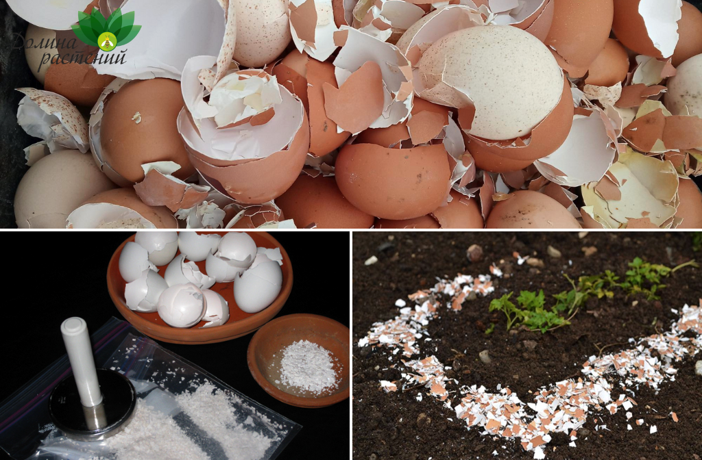 Удобрения для сада и огорода из яичной скорлупы