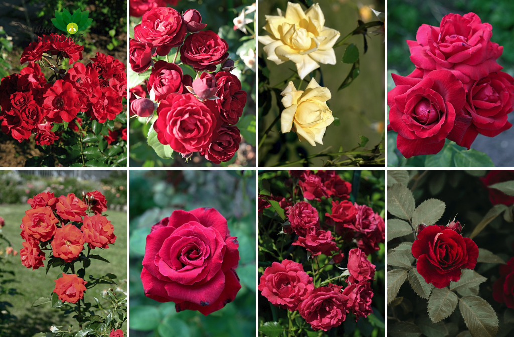 Разновидности роз для сада - какую выбрать