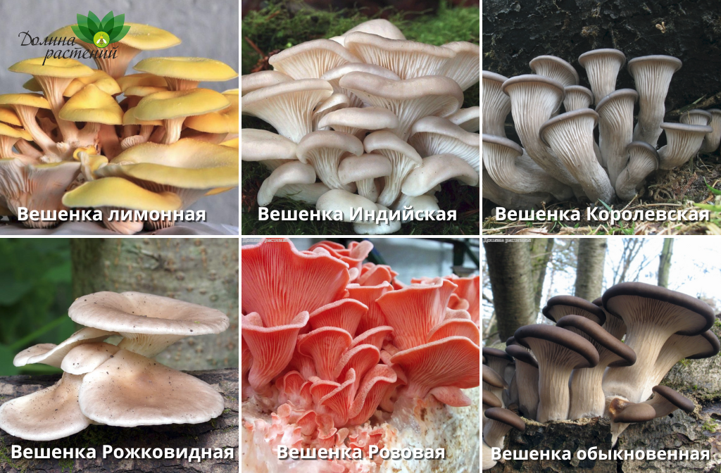 Вешенка гриб - разновидности, свойства, выращивание