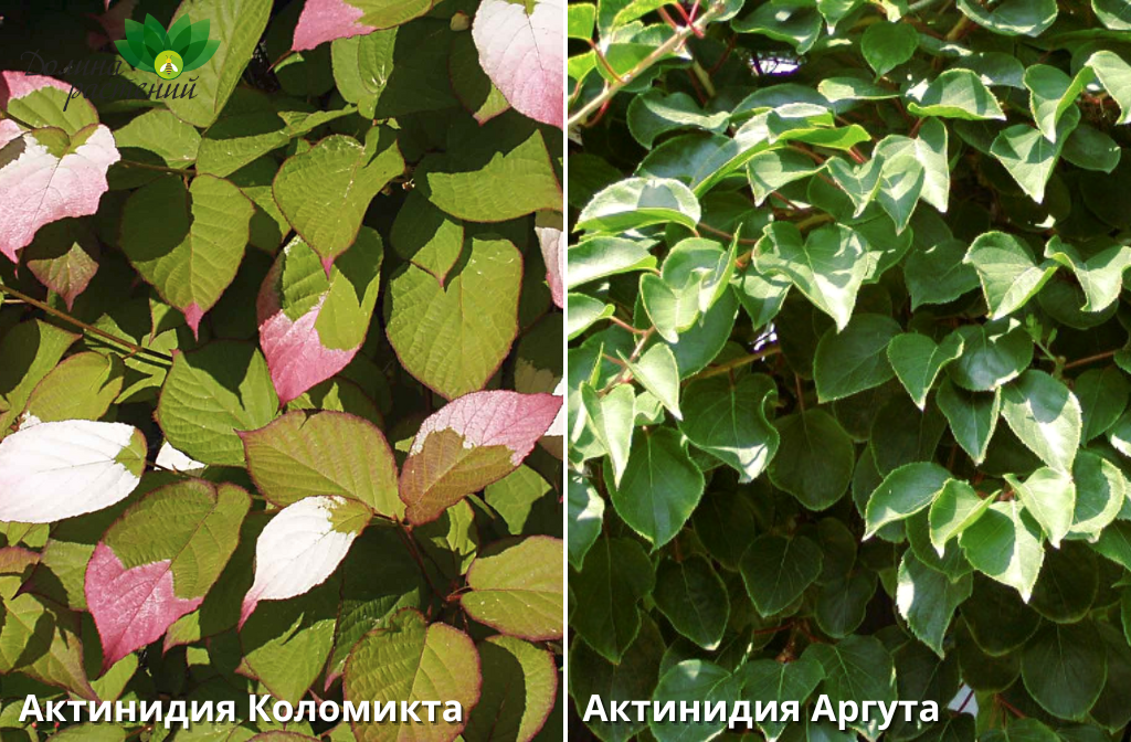 АКТИНИДИЯ: польза мини-киви, выращивание в Беларуси.
