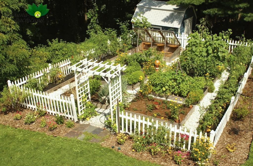 Декоративный огород - красивое решение для небольших пространств