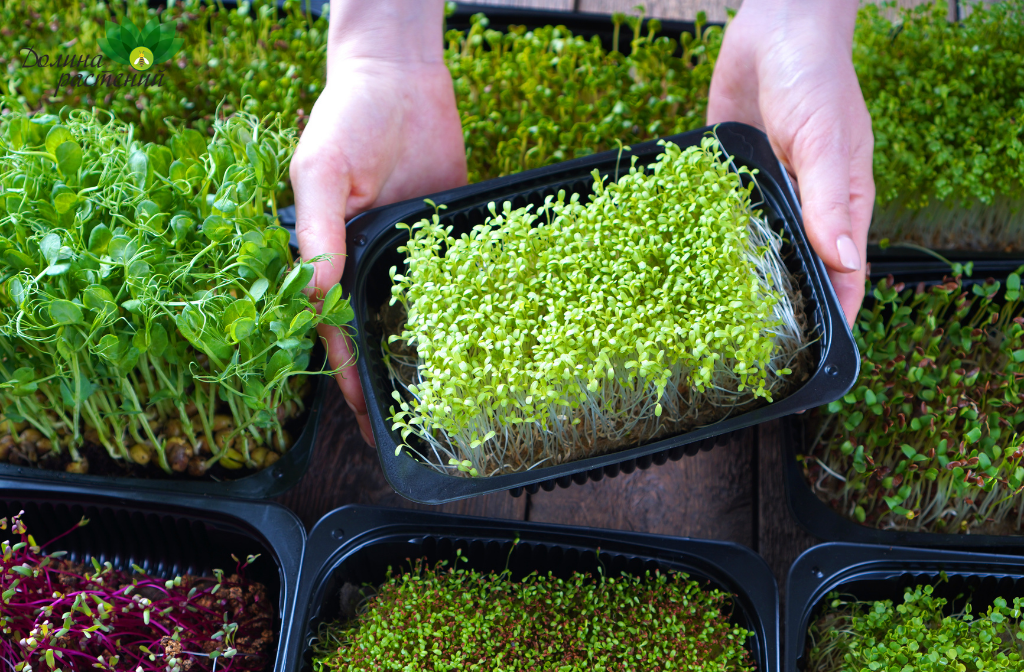 Польза микрозелени и как выращивать - рассказывает садовод со стажем! 