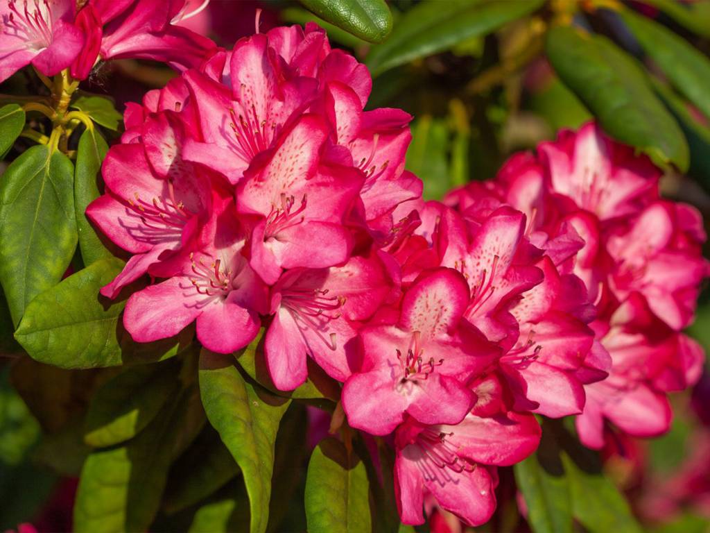 rododendron-azaliia-makro-rozovyi.jpg
