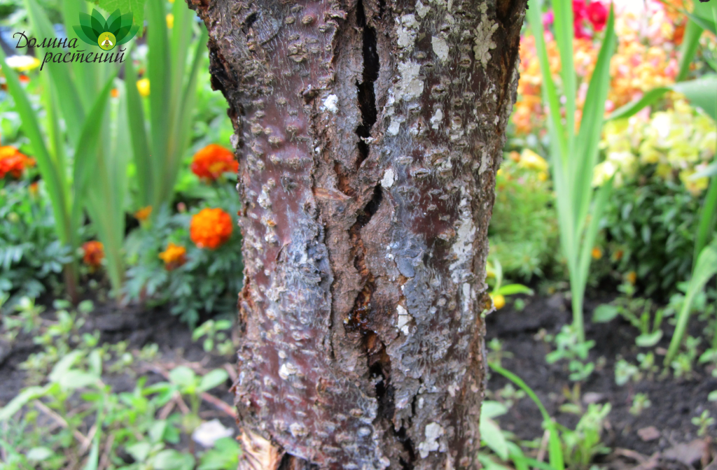 Почему на коре деревьев образуются трещины и как с этим бороться