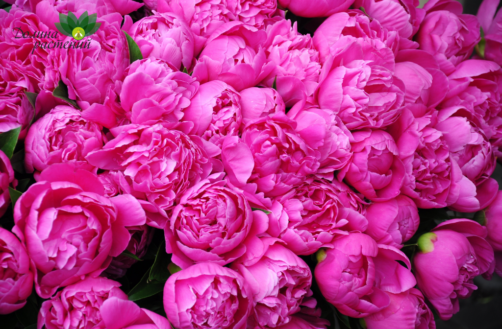 Конкурент роз! Шикарные коллекции пионов удивляют садоводов со стажем!