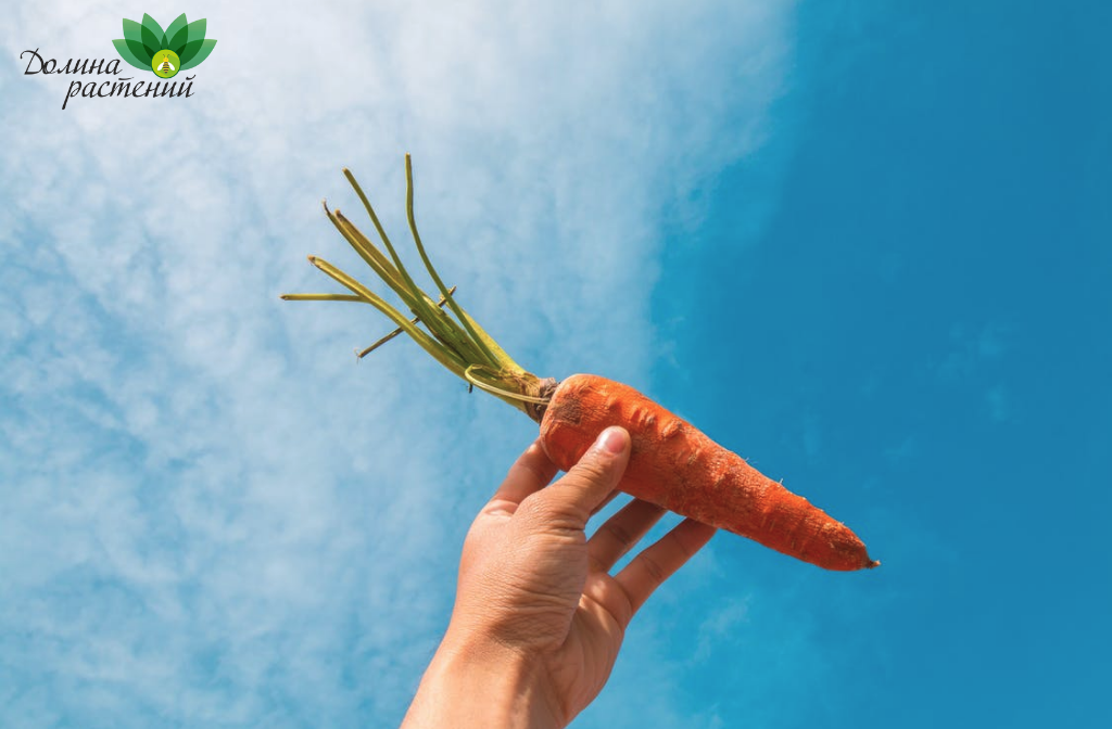 Как вырастить морковь на суглинке: советы, рекомендации