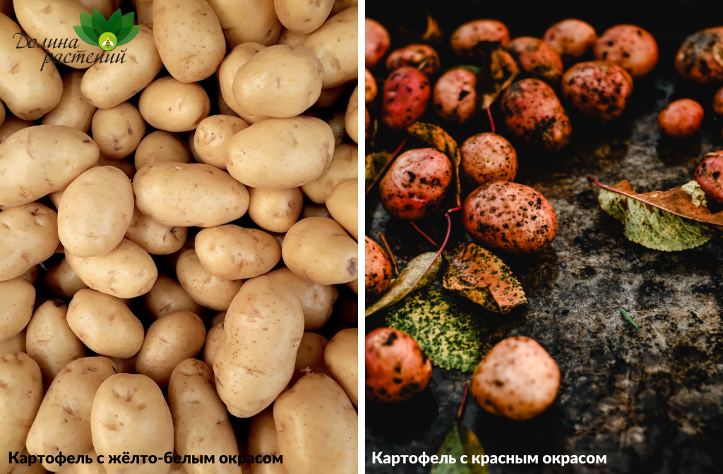 Сотра картофеля, устойчивые к вирусным заболеваниям