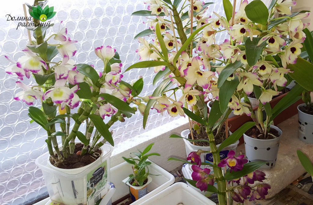 Как происходит цветение и полив орхидей? Рассказывает садовод