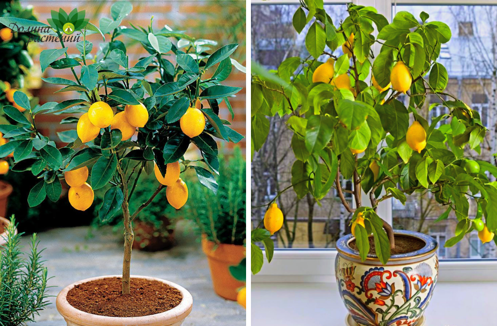 Выращивание лимона в домашних условиях. Лучшие лайфхаки от эксперта