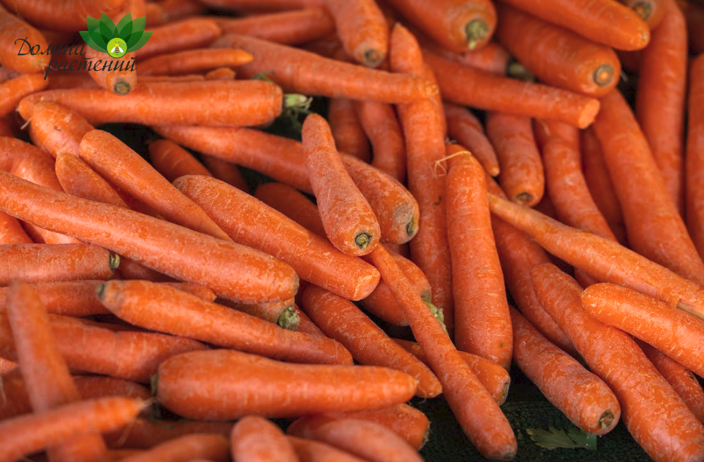 Когда высаживать семена моркови в открытый грунт