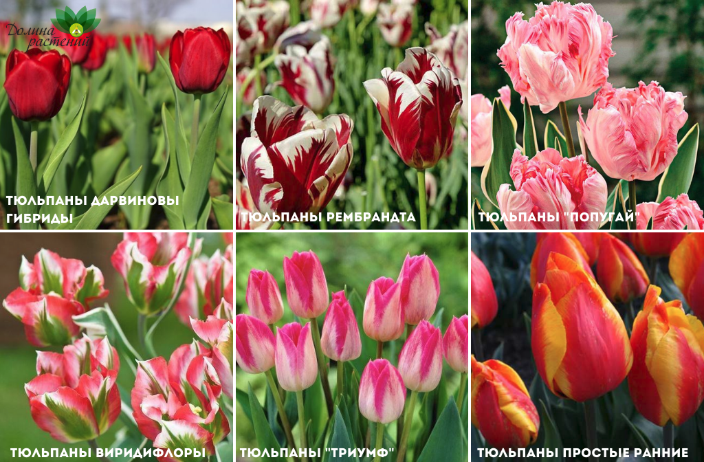 Разновидности тюльпанов: фото и описание