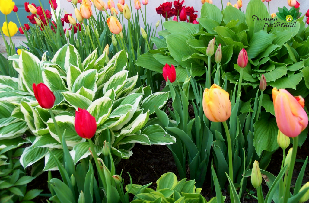 Какие цветы лучше посадить рядом с хостой: хоста + тюльпаны