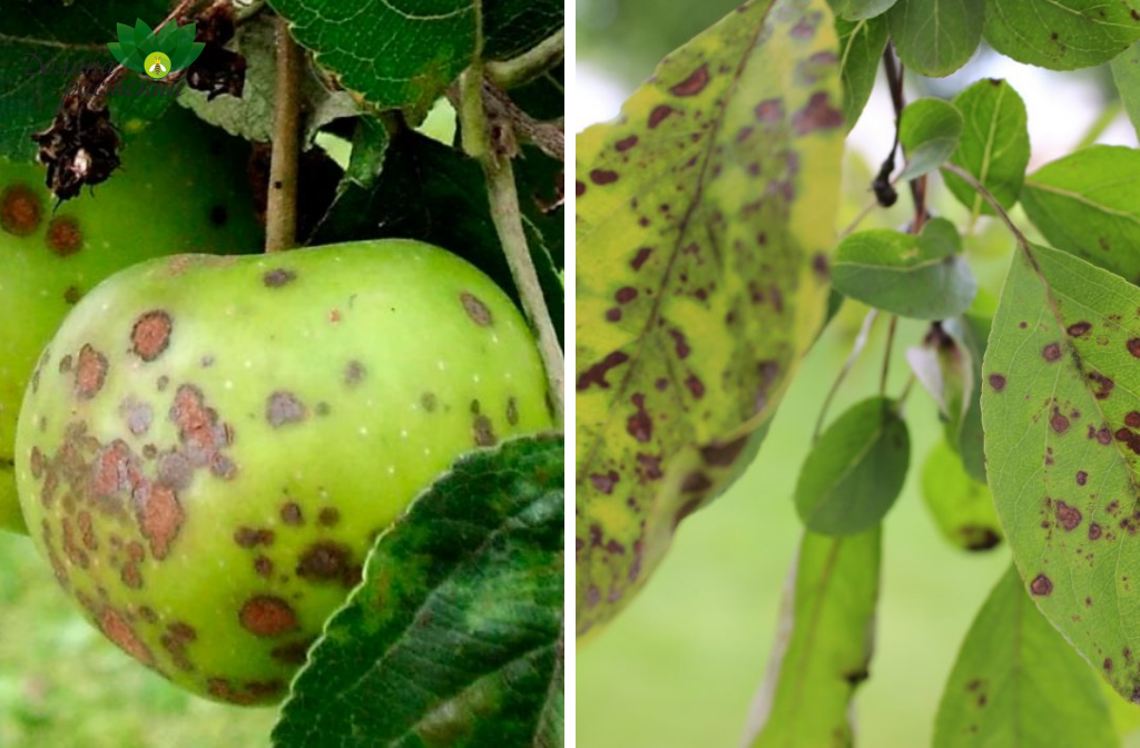 Парша на листьях и плодах. Как избавиться от точек на яблоне? Рассказывает экспер!