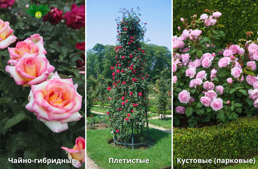 Разновидности роз для сада - что выбрать