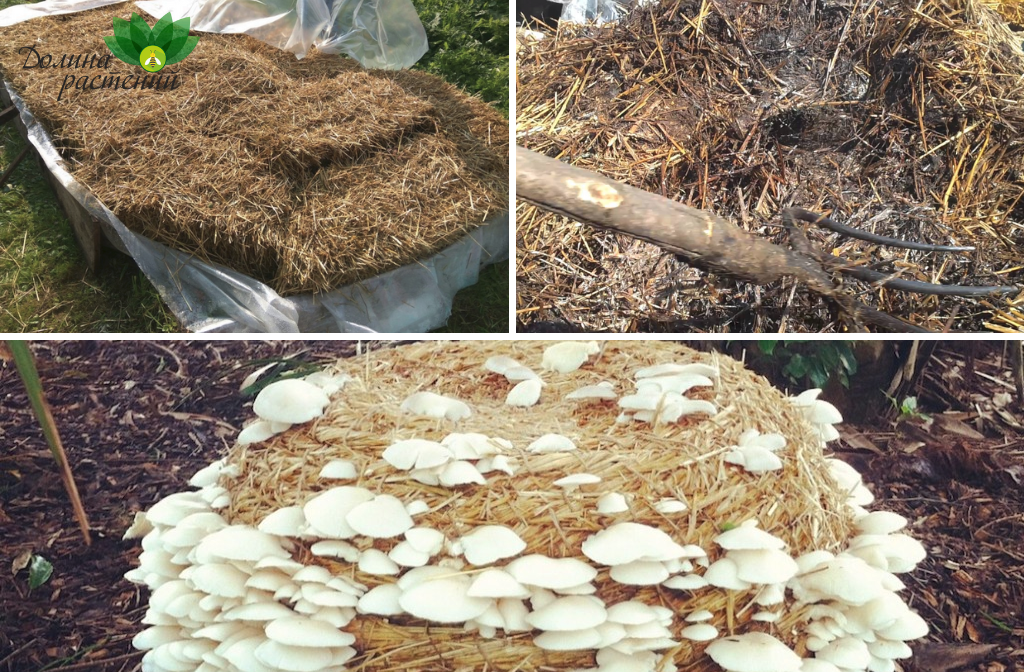 Как выращивать грибы на соломе