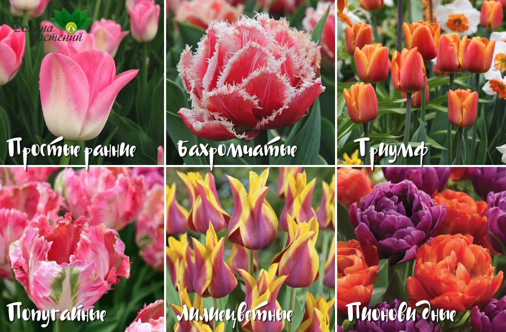 Популярные сорта и виды тюльпанов