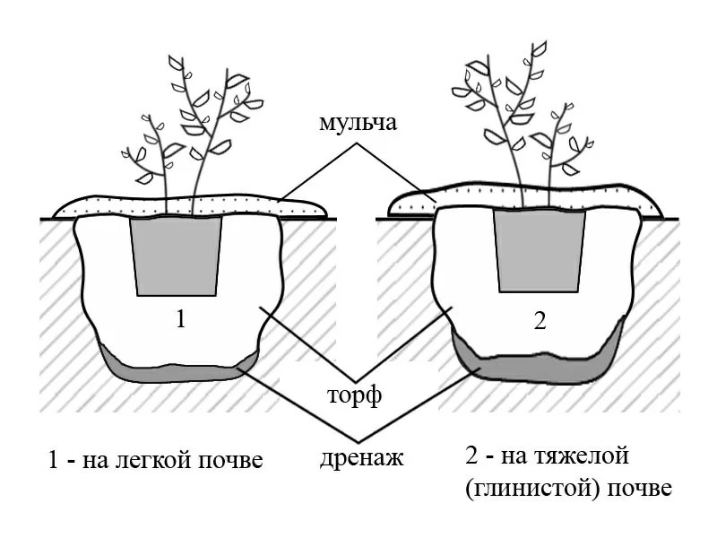 плодовые2