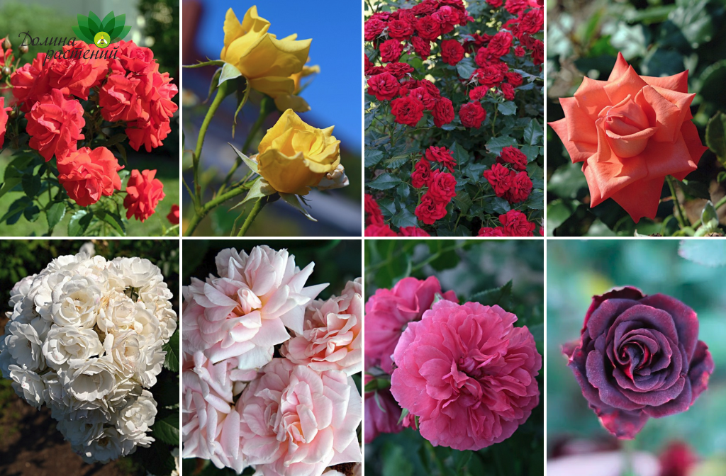 Сортовое разнообразие роз - как выбрать розу?