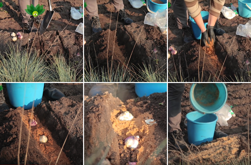 Техника посадки луковицы гиацинта