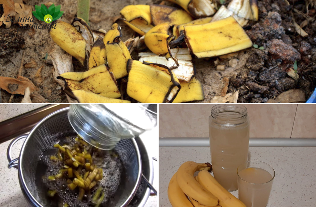Удобрения для сада и огорода из банановой кожуры