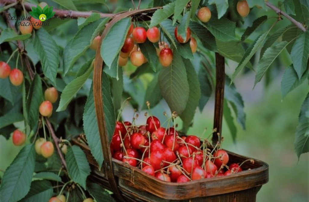 Правильная посадка саженцев плодовых. Когда сажать вишни, яблони, груши