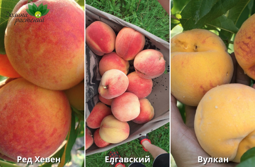 Сорта персиков для Беларуси