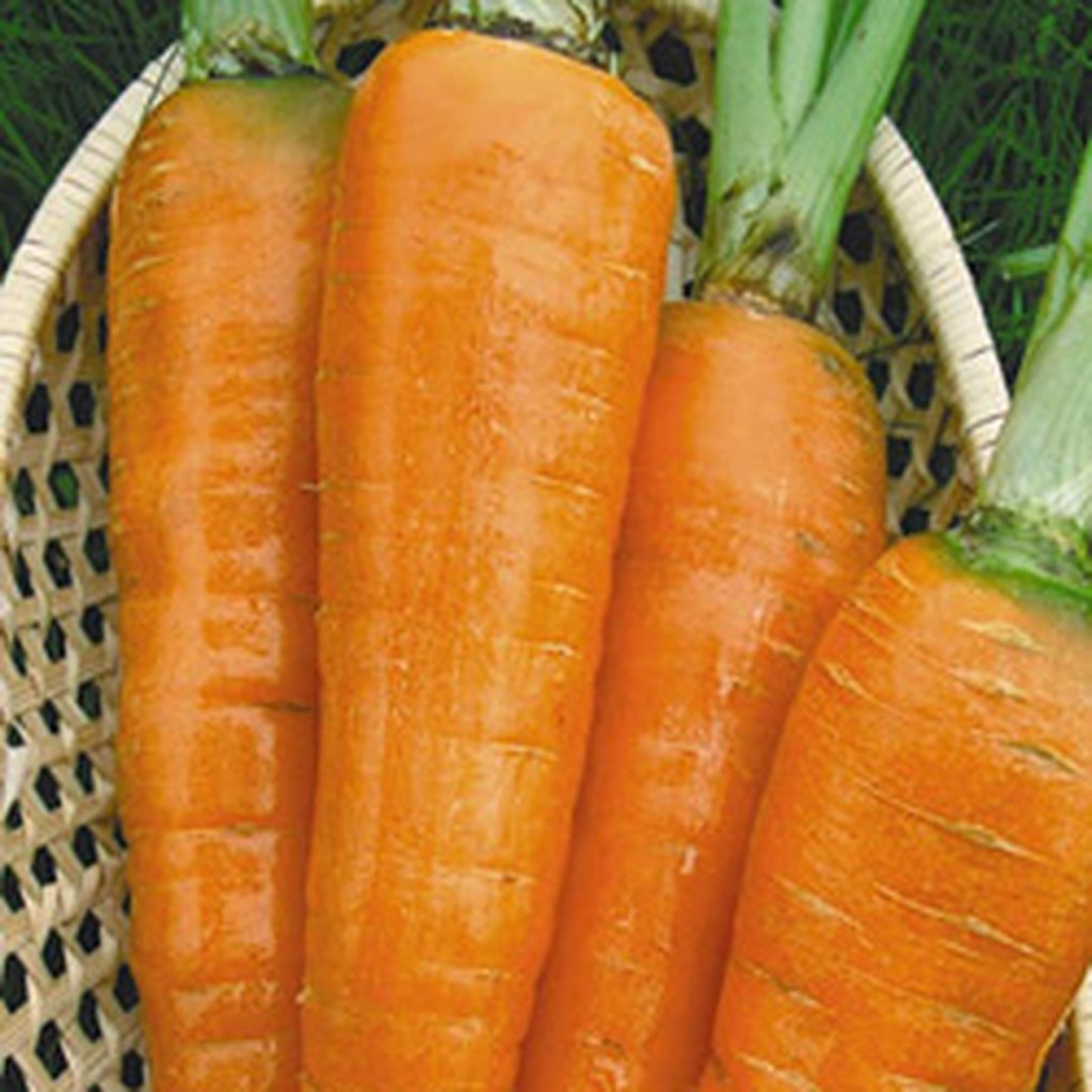 Морковь «Красный великан» 