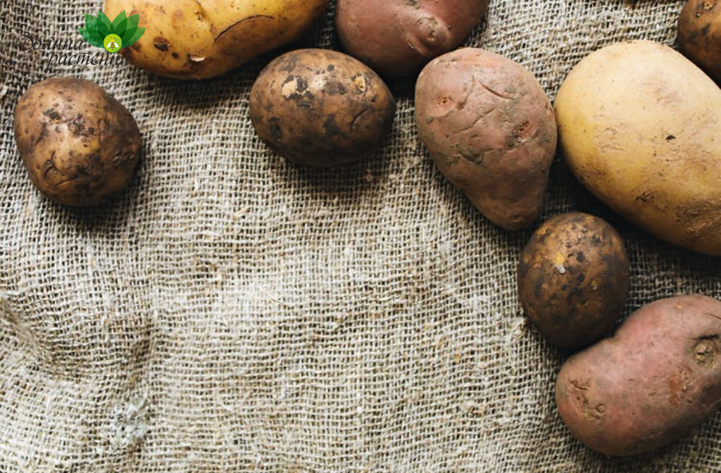 Как замедлить прорастание картошки?