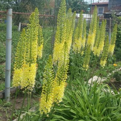 Эремурус Желтый - Dolinasad.by