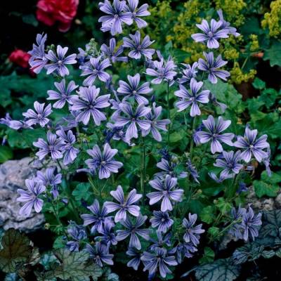 Шток-роза лесная Примли Блю - Dolinasad.by