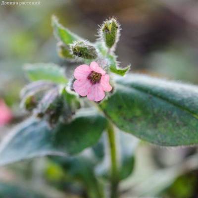 Медуница сахаратная Дора Белефелд - Dolinasad.by