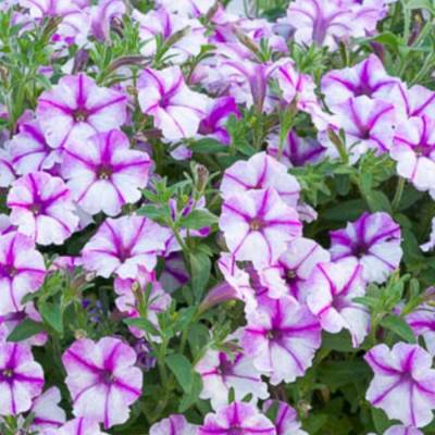 Петуния Баблс Баттерфляй - Dolinasad.by