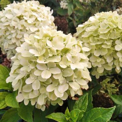 Гортензия метельчатая Литл Пассион, С2 - Dolinasad.by