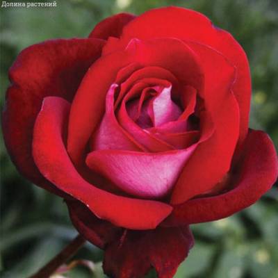 Роза Амазонка в горшке - Dolinasad.by