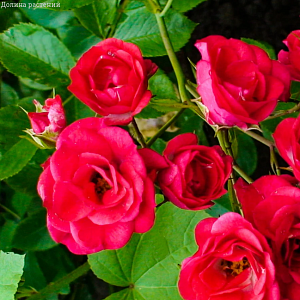 Купить саженцы низкорослых бордюрных роз в Минске в интернет магазине Долина Растений