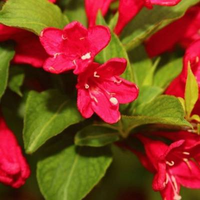 Вейгела Эвита, С3 - Dolinasad.by