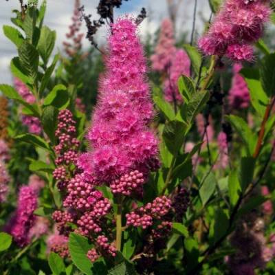 Спирея Дуглас, С2 - Dolinasad.by