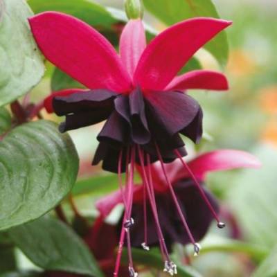 Фуксия Блэки - Dolinasad.by