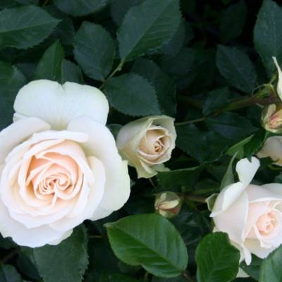 Роза штамбовая Скарлет/Эдельвейс - Dolinasad.by