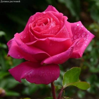 Роза Топаз - Dolinasad.by