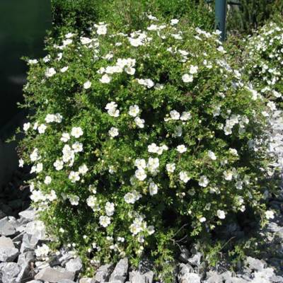 Лапчатка кустарниковая Сноуфлейк, С3 - Dolinasad.by